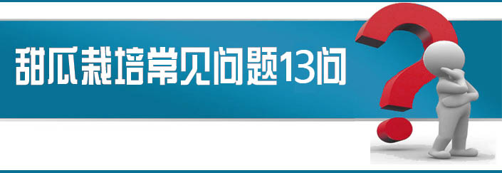 蔬菜種子栽培技術(shù)-<strong><font color='#006428'>甜瓜栽培常見(jiàn)問(wèn)題13問(wèn)？</font></strong>
