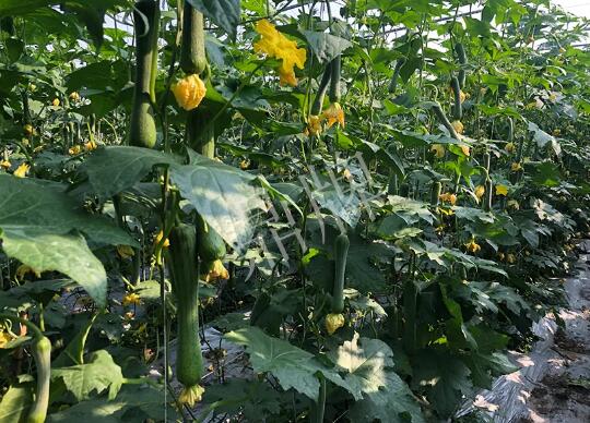 蔬菜種子種植戶客戶點評-種植“優(yōu)比1號”差的用戶，差到什么樣子？