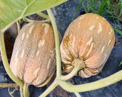 蔬菜種子種植戶客戶點評-“押寶”押對了，押對這個品種賺了2倍錢！