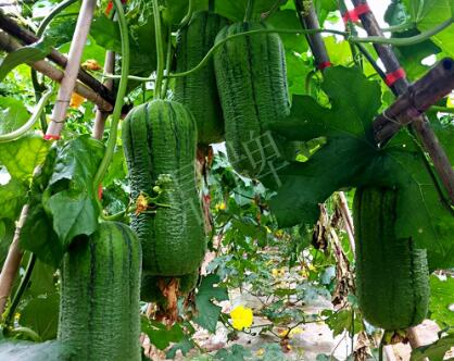 蔬菜種子種植戶客戶點評-這個新品種，讓我“頭痛”…