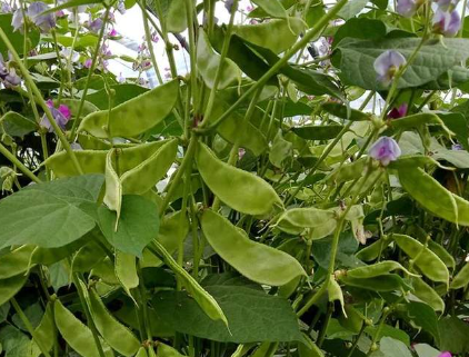 蔬菜種子種植戶客戶點(diǎn)評(píng)-一梭梭的，真是結(jié)坨了，“特早春”扁豆市斤批價(jià)達(dá)到10元