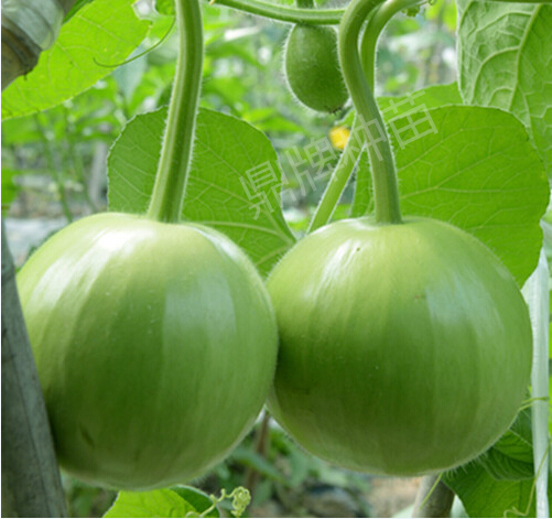 圓滿(mǎn)1號(hào)（瓠瓜）