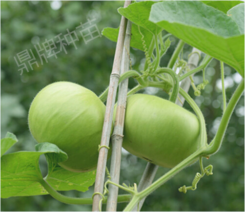 圓滿(mǎn)1號(hào)（瓠瓜）