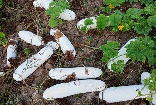 您種植過“堆堆瓜”嗎？看一看，地上全是瓜！一睹芳容