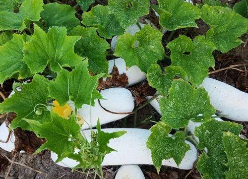 您種植過“堆堆瓜”嗎？看一看，地上全是瓜！一睹芳容