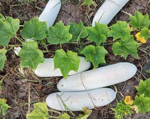 您種植過“堆堆瓜”嗎？看一看，地上全是瓜！一睹芳容