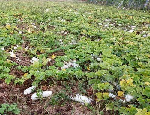 您種植過“堆堆瓜”嗎？看一看，地上全是瓜！一睹芳容