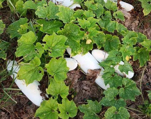 您種植過“堆堆瓜”嗎？看一看，地上全是瓜！一睹芳容