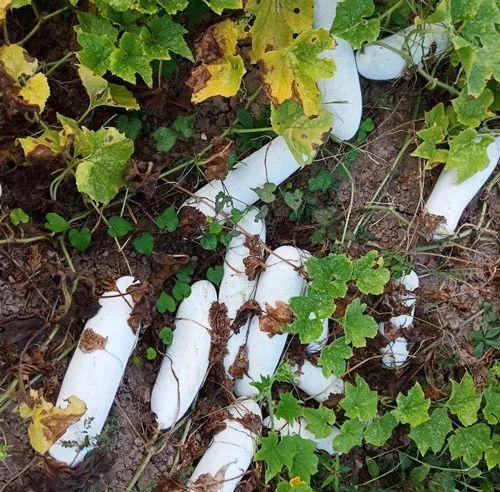 您種植過“堆堆瓜”嗎？看一看，地上全是瓜！一睹芳容