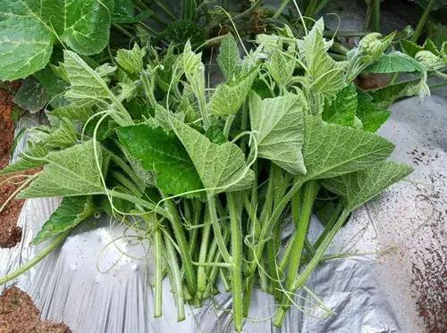 菜農(nóng)種植無需噴農(nóng)藥的蔬菜，不僅栽培簡單、而且效益高