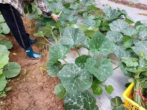 菜農(nóng)種植無需噴農(nóng)藥的蔬菜，不僅栽培簡單、而且效益高