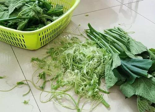 菜農(nóng)種植無需噴農(nóng)藥的蔬菜，不僅栽培簡單、而且效益高