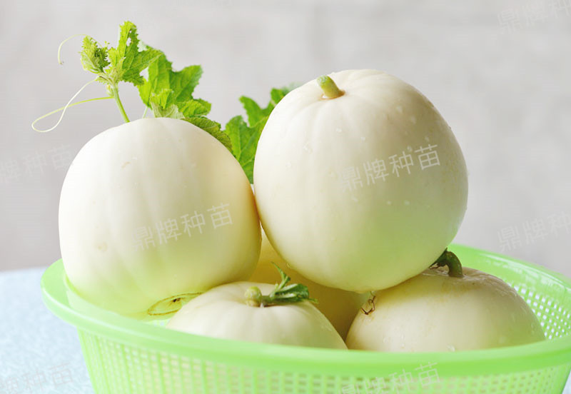 就這4個薄皮甜瓜，畝產萬斤很輕松，瓜果菜農搶著種植