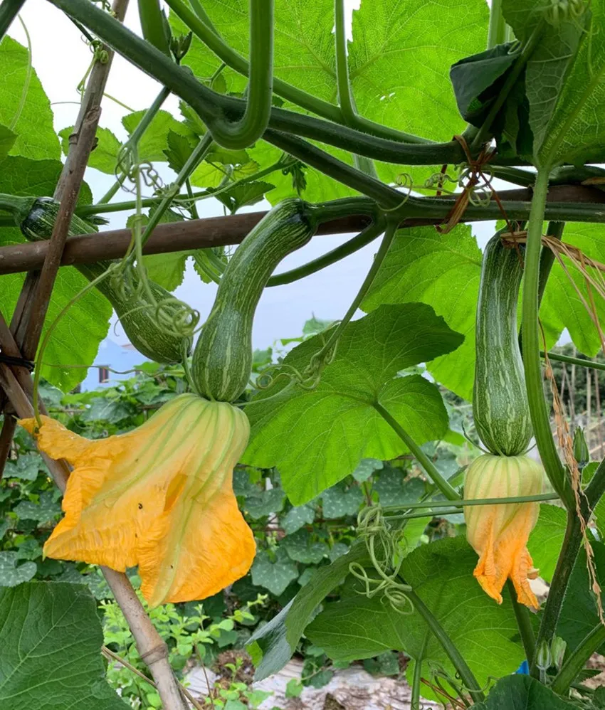 3元1斤的健美蜜本南瓜快成熟了，緬甸種植戶發(fā)來圖片與視頻
