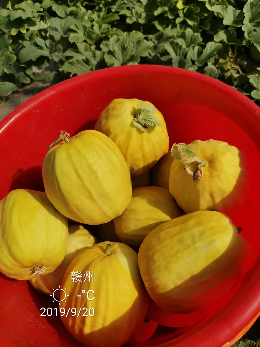 高溫季節(jié)種植甜瓜，什么品種最好？這個(gè)品種是秋季上市的專用品種