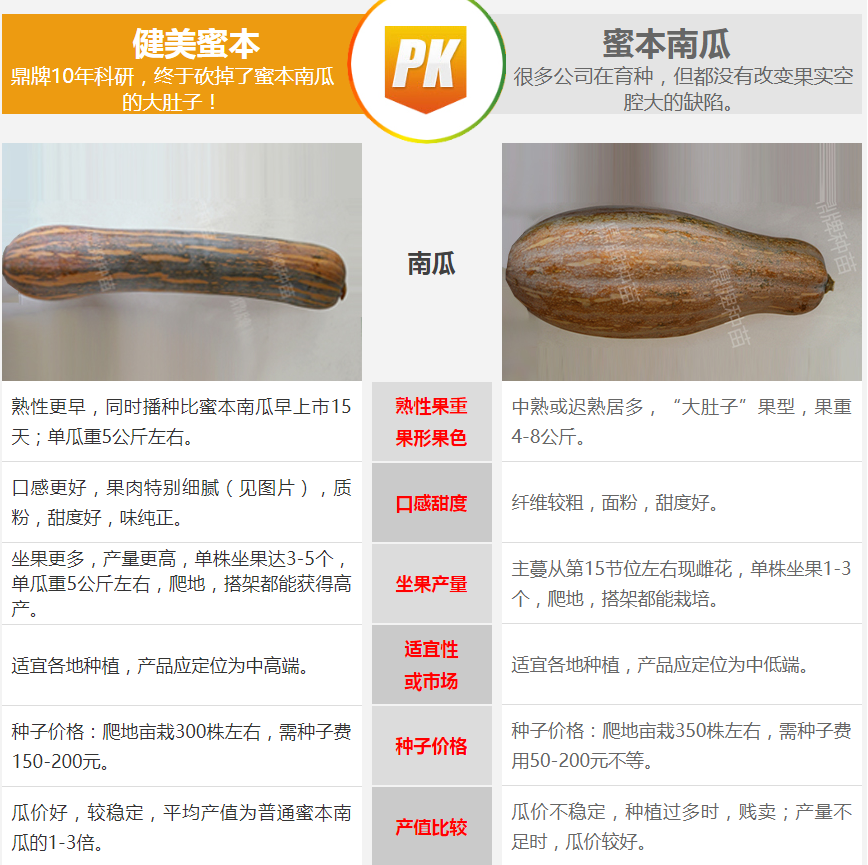 生吃都好吃南瓜新品種，沒有大肚子，肉質(zhì)更密致，農(nóng)戶試種下
