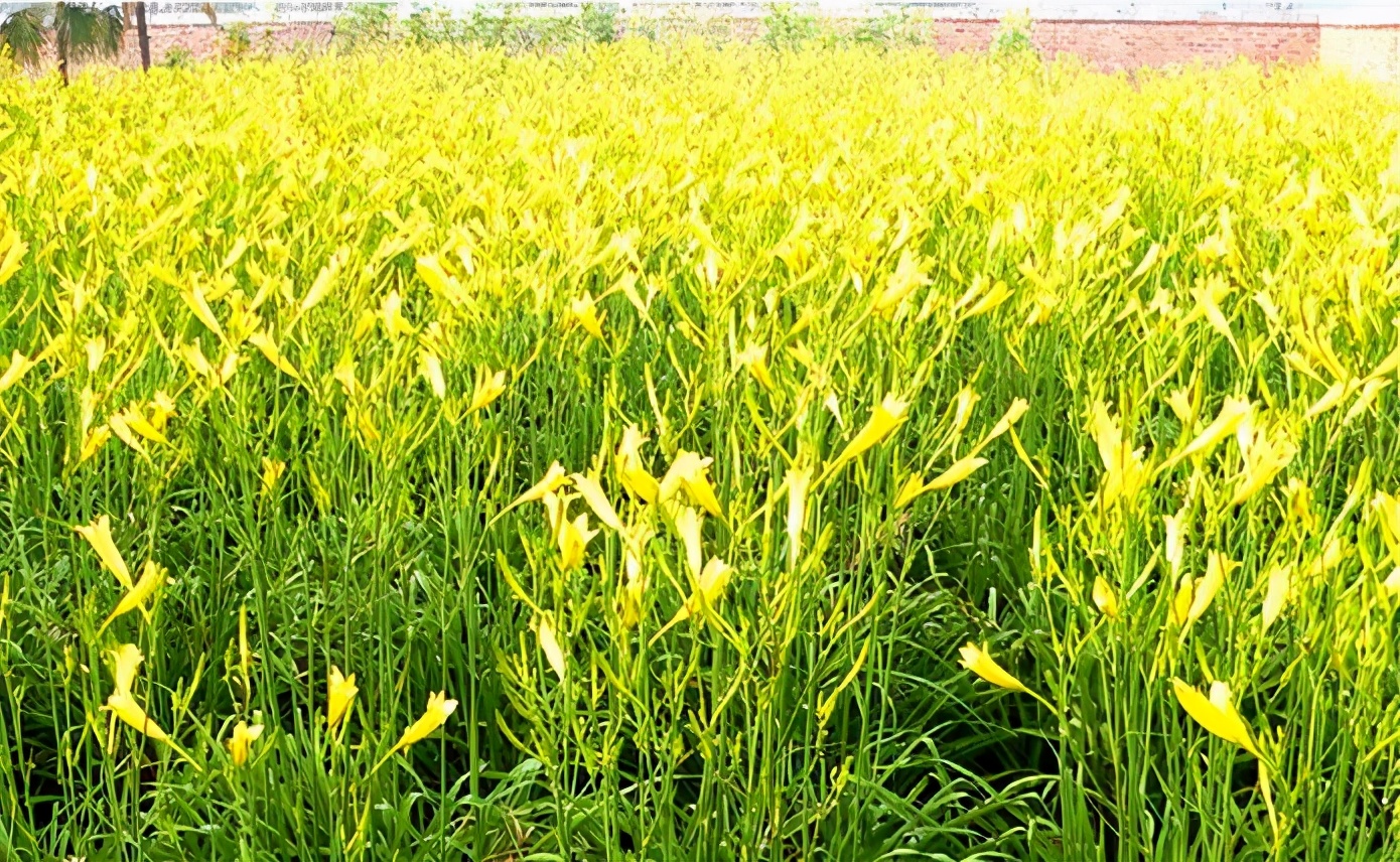 一斤接近20塊，原來(lái)它才是最火的國(guó)民蔬菜！全國(guó)都適種