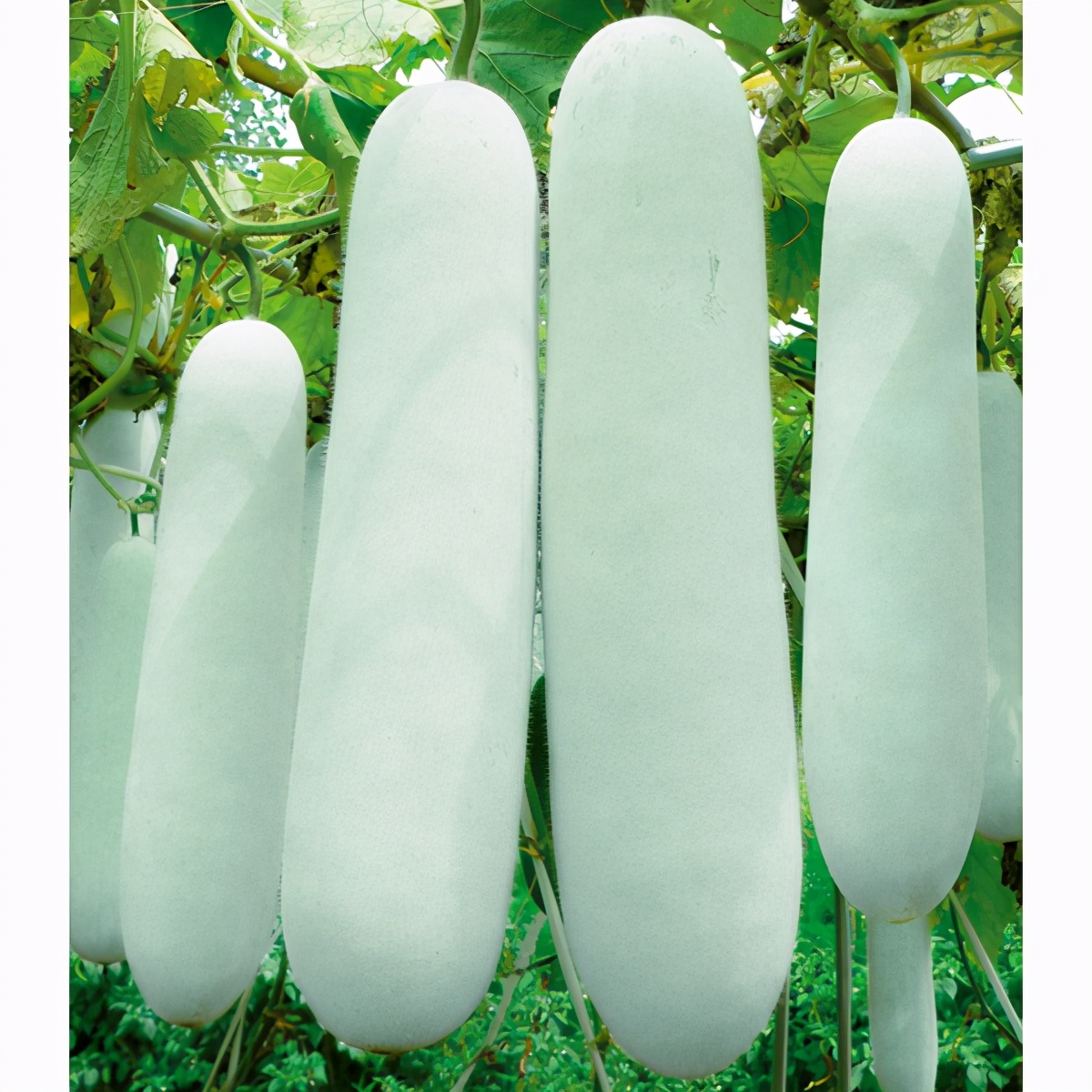 這個(gè)冬瓜品種放1年不壞，口感脆甜，多年科研就為打造這1個(gè)爆品