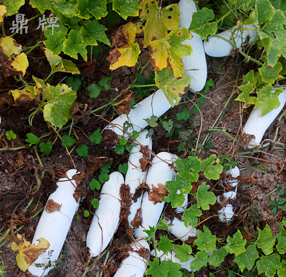 這個(gè)冬瓜品種放1年不壞，口感脆甜，多年科研就為打造這1個(gè)爆品