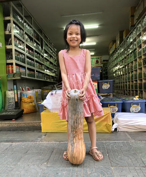 四川農(nóng)戶今年種“健美蜜本”南瓜產(chǎn)量高，品質(zhì)好，感覺(jué)巴適得很