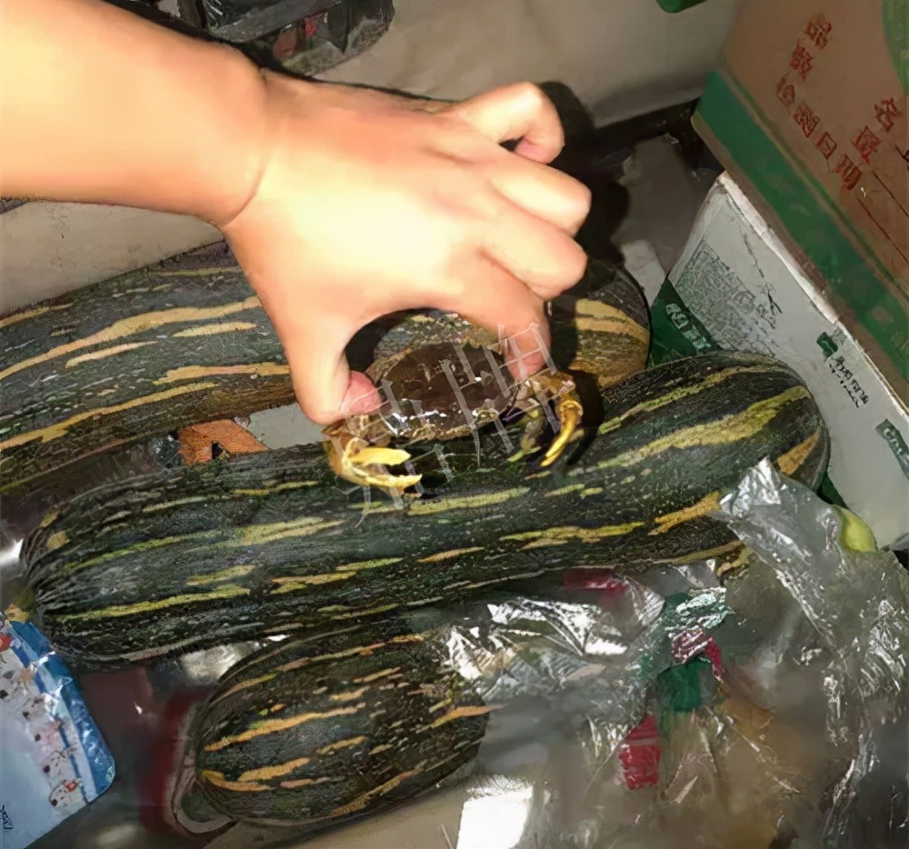 四川農(nóng)戶今年種“健美蜜本”南瓜產(chǎn)量高，品質(zhì)好，感覺(jué)巴適得很