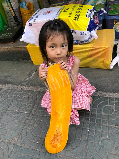 四川農(nóng)戶今年種“健美蜜本”南瓜產(chǎn)量高，品質(zhì)好，感覺(jué)巴適得很