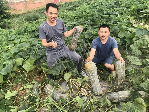 四川農(nóng)戶今年種“健美蜜本”南瓜產(chǎn)量高，品質(zhì)好，感覺(jué)巴適得很