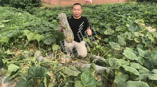 四川農(nóng)戶今年種“健美蜜本”南瓜產(chǎn)量高，品質(zhì)好，感覺(jué)巴適得很