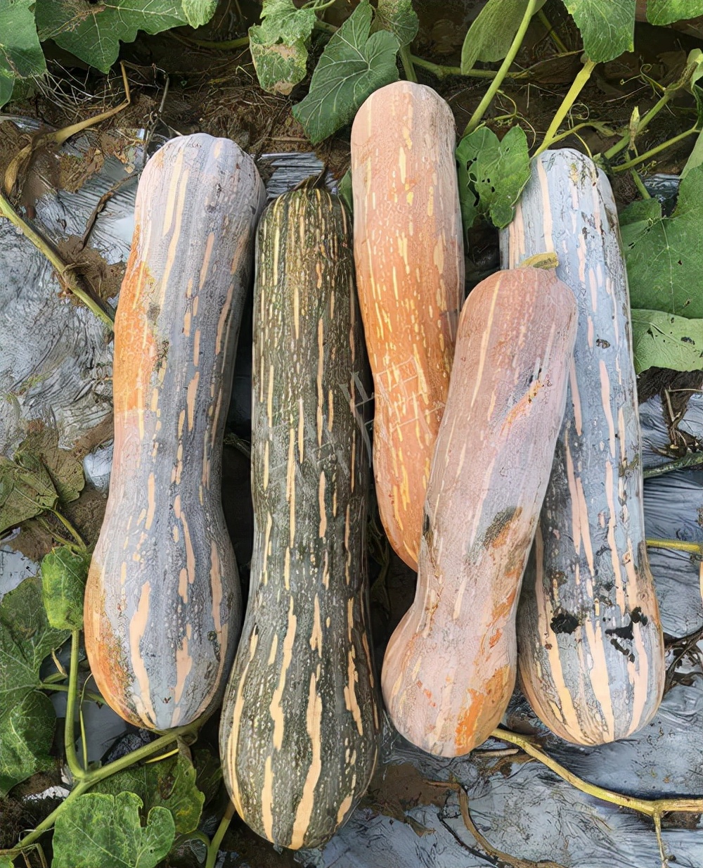 四川農(nóng)戶今年種“健美蜜本”南瓜產(chǎn)量高，品質(zhì)好，感覺(jué)巴適得很