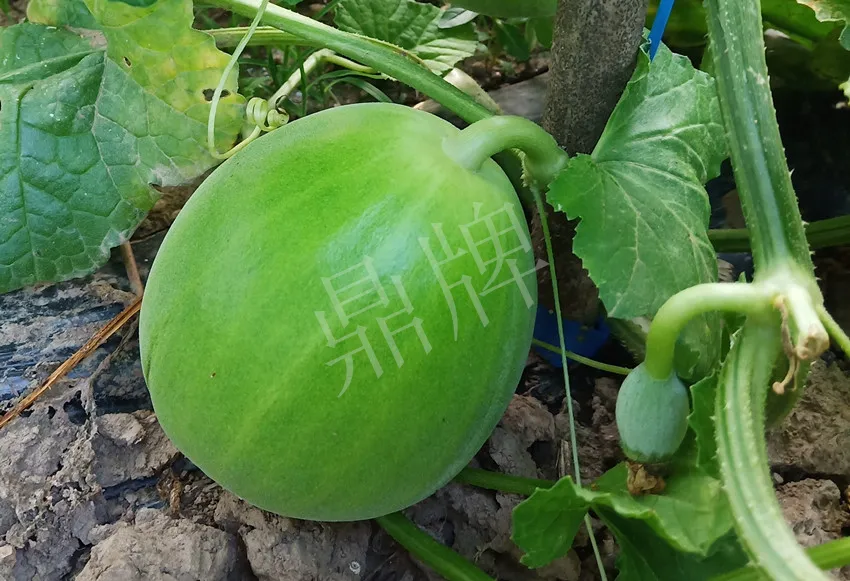 婁底瓜農(nóng)純賺50萬，我這個“張大膽”榮光了一把