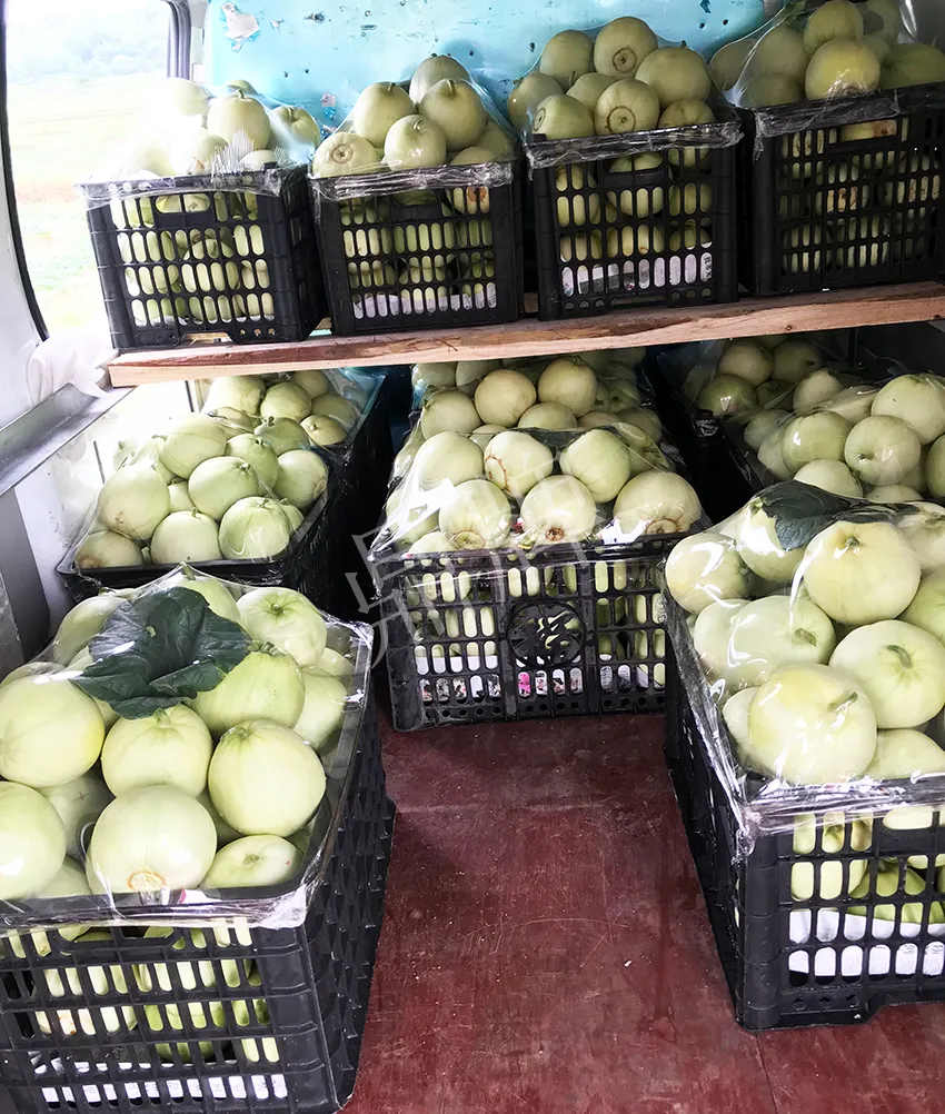 郴州農(nóng)戶種植新品種，果實又香又甜，很好賣