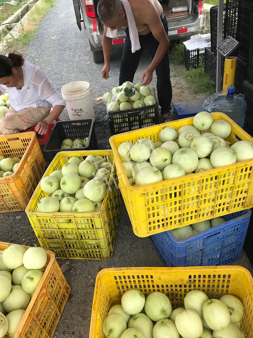 郴州農(nóng)戶種植新品種，果實又香又甜，很好賣
