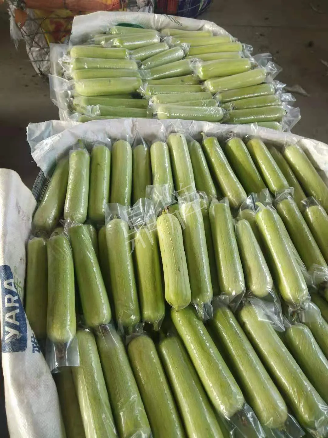 這個(gè)絲瓜每畝能掙3萬，沒種植的農(nóng)戶后悔得拍大腿