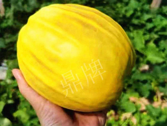 蔬菜種子種植戶客戶點(diǎn)評-我的甜瓜賣20元1市斤，與大家分享…