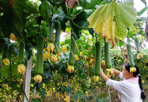 蔬菜種子種植戶客戶點(diǎn)評-8月，持續(xù)高溫下，這種絲瓜少見，少見！