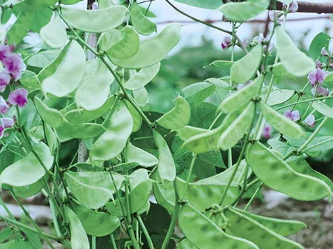 蔬菜種子種植戶客戶點評-鼎牌幫我度難關(guān)，決心助我大豐收！