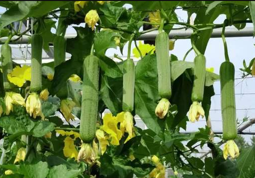 蔬菜種子種植戶客戶點評-每畝收入2萬元！這個絲瓜品種大受歡迎！