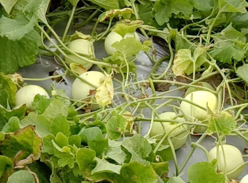蔬菜種子種植戶客戶點評-種植甜瓜20年，這個品種讓我更省心！