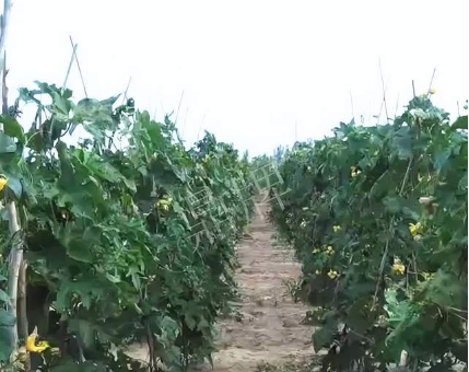 蔬菜種子種植戶客戶點評-種植這個品種，獲得高收入，老婆的功勞最大