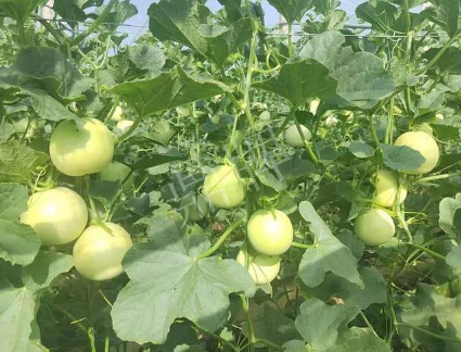 蔬菜種子種植戶客戶點評-種植這個新品種，我感到非常滿意！