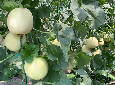 蔬菜種子種植戶(hù)客戶(hù)點(diǎn)評(píng)-“玉奶香2號(hào)”甜瓜，真的有那么好嗎？