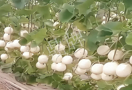 蔬菜種子種植戶(hù)客戶(hù)點(diǎn)評(píng)-現(xiàn)在的瓜菜價(jià)格不好，但我種植的優(yōu)質(zhì)甜瓜還是有好的收入！