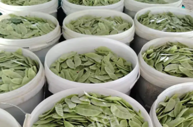 蔬菜種子種植戶(hù)客戶(hù)點(diǎn)評(píng)-時(shí)隔20年，我再種這個(gè)品種，大家來(lái)看看，怎么樣？