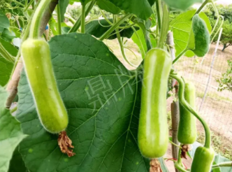 蔬菜種子種植戶客戶點評-科研人員發(fā)誓研究的一個抗高溫品種，您可能需要！