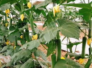 蔬菜種子種植戶客戶點評-一株結(jié)瓜30多個，價錢好，賺了！