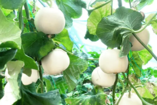 蔬菜種子種植戶客戶點評-丁老板說：種植這個品種，獲得了滿意的收入，確實“爽歪歪”