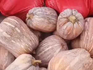 蔬菜種子種植戶客戶點評-今年，這個南瓜品種刷新了我的認知！您遇到過這種情況嗎？