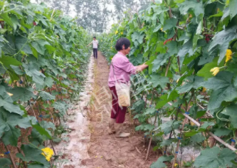 蔬菜種子種植戶客戶點評-85歲老奶奶，還是種植基地的領(lǐng)頭人，做的怎么樣？一起去看看…