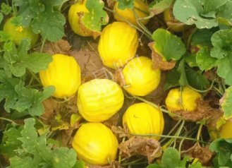 蔬菜種子種植戶客戶點評-瓜農(nóng)說：“還得是這個品種??！”，什么品種讓種植戶如此感慨？